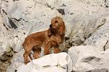 BASSET FAUVE DE BRETAGNE 078